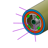 A coelomate animal is essentially a set of concentric tubes.