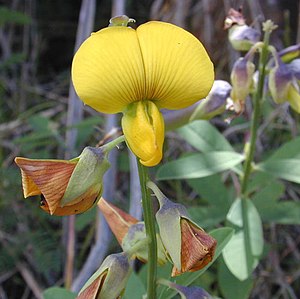 Κροταλαρία (Crotalaria retusa)