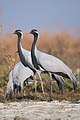 Demoiselle Cranes