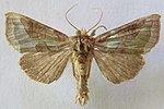 Diachrysia chrysitis – Specimen