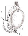 Testis surface