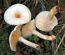 Karvane riisikas Lactarius scoticus