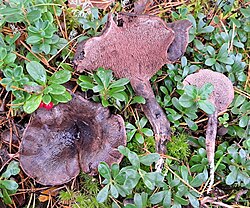 Lilla kübarnarmik Hydnellum fuligineoviolaceum