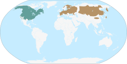 Área de distribución de O. zibethicus: en azul oscuro: nativo, y en marrón: introducido.