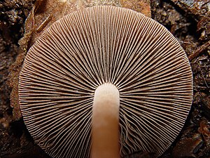 Panaeolus cinctulus