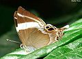 Tailed Judy, Abisara neophron