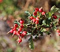 Rosa Woodsii turlarining atirgullari