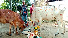 A Nepali couple worships a cow and calf as Lakshmi on the day of Tihar festival.