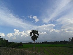 Fields in Manirampur Upazila