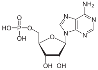 Structuurformule van adenosinemonofosfaat