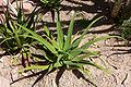 Agave bracteosa (spider agave)