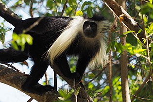 Angola colobus