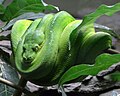 The Green tree python is a renowned snake attraction.