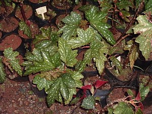 Begonia aconitifolia