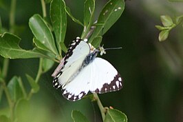 Belenois creona