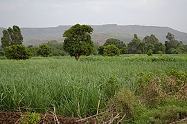 Champ de canne à sucre du village de Chafawade, dans le district de Kolhapur, au pied des Ghats. Le Maharashtra est l'État producteur sucrier le plus important d'Inde.