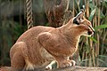 Caracal caracal