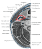 Carotid sheath