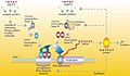 Image 17A gene regulatory network (from Evolutionary developmental biology)