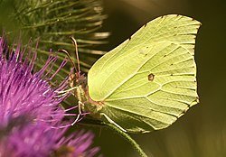 Zitronenfalter (von Jörg Hempel)