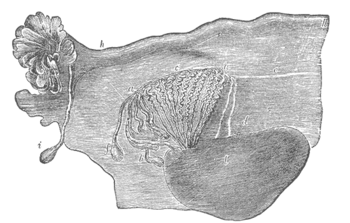 Breed ligament van een volwassene met een epoöforon. (Van Farre, naar Kobelt.) a, a. Epoöforon gevormd uit het bovenste deel van de gang van Wolff. b. Resten van de bovenste kanalen die soms aanhangsels vormen. c. Middelste set kanalen. d. Enkele onderste geatrofieerde kanalen. e. Geatrofieerde resten van de gang van Wolff. f. De gesteelde hydatide van Morgagni (bij de vrouw) of de hydatide van Morgagni (bij de man). h. De eileider, oorspronkelijk de gang van Müller. i. Aanhangsel. l. De eierstok.