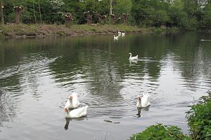 Ehemaliger Teich der Hüstermühle