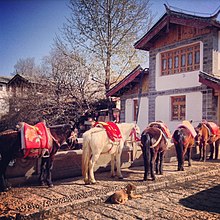 Cinq poneys harnachés devant une maison