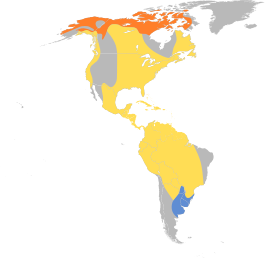 Amerikaanse goudplevier