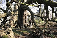 Opmerkelijke paardenkastanje van Rouveroy (België)