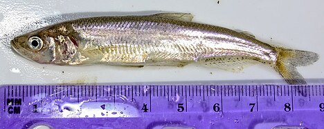 Éperlan d'hiver (Spirinchus thaleichthys)