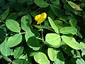 Feuilles paripennées de l'arachide