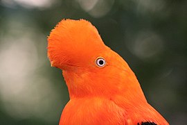 Gallito de las rocas (Rupicola peruvianus)