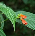 Květy Besleria laxiflora