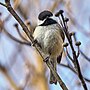 Thumbnail for List of birds of New Brunswick