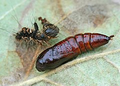 Pupa