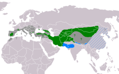 Legenda * Verde: Área actual de reprodução. * ? Verde: Possível reprodução. * R Verde: Reintrodução em curso. * Azul: Invernada; raro no tracejado (China). * Cinza: Área anterior ao declínio (c.1800). * ? Cinza: Área de reprodução anterior (incerta).