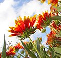 Blanket flower Australia