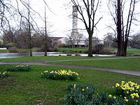 Echte Sumpfzypresse (Taxodium distichum)