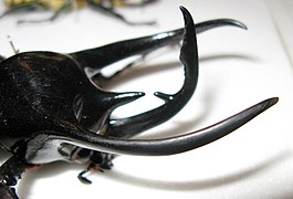 Chalcosoma atlas, con tres cuernos en el protórax y uno en la cabeza