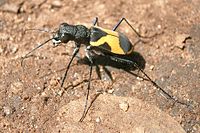 Cicindela goryi da India, mostrando os seus grandes ollos e mandíbulas