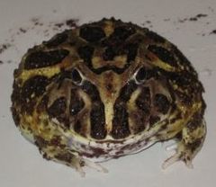 Description de l'image Cranwell's horned frog.jpg.