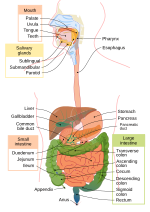 Thumbnail for Gastroenterology