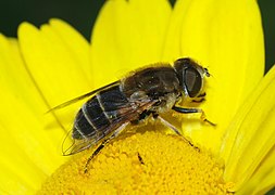 Mosca de las flores, Eristalis arbustorum