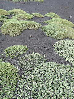 Description de l'image Etna-Astragalus siculus (4).jpg.