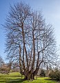 Gerichtslinde in Heiden (Lage)