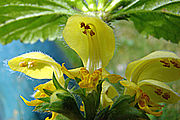 Flower cluster of Lamium galeobdolon showing yellow petals, hooded flowers, and unequal stamens