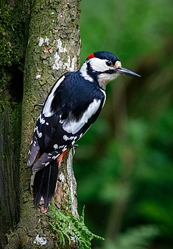 Barrspæta (Dendrocopos major)