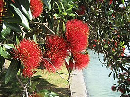 Pohutukawa