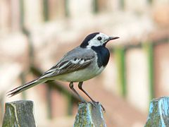 Motacilla alba yarrellii