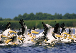 Pellicani del Delta del Danubio